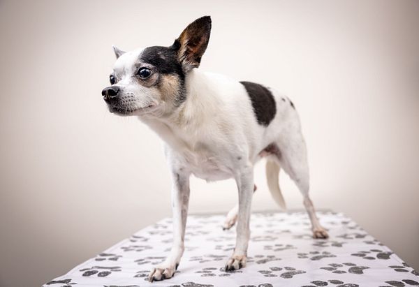 White and black chihuahua standing on exam table
