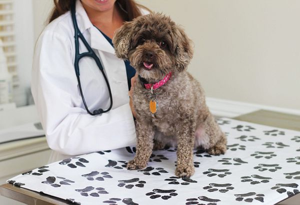 Small brown curly haired dog sitting on a exam table with a doctor behind her.
