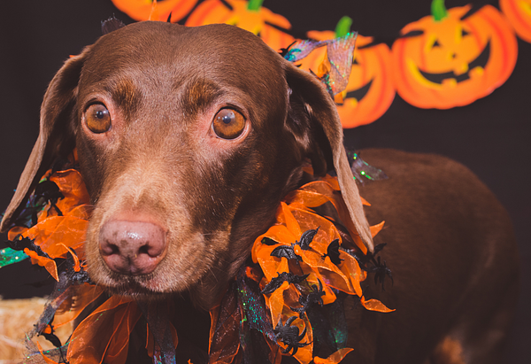 Brown dog dressed up in a orange frilly collar with tiny black bats and spiders sprinkled throughout the ruffles in celebration of halloween.