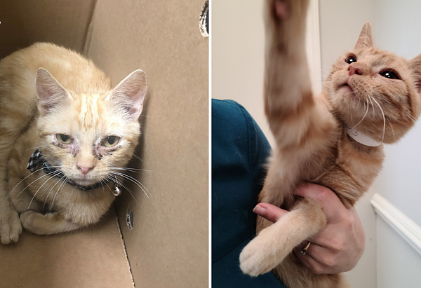 Before and after picture of Nugget, a orange tabby feline, upper respiratory infection treatment. In the first picture, Nugget looks very tried with crust around his eyes from eye discharge. In the after picture all the crust around his eyes is gone and he is happily playing with a staff member.
