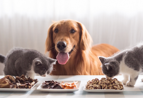 Golden retriever smiling with two grey and white kittens smelling plates of food