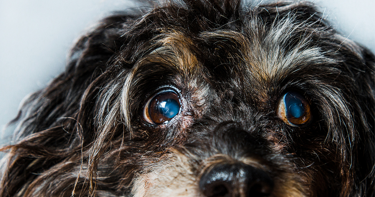 Cataracts in Dogs | Anicira