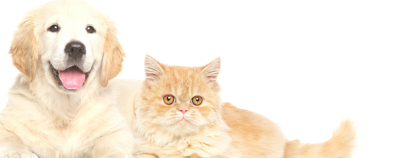 Golden retriever and orange cat lay together against a white background
