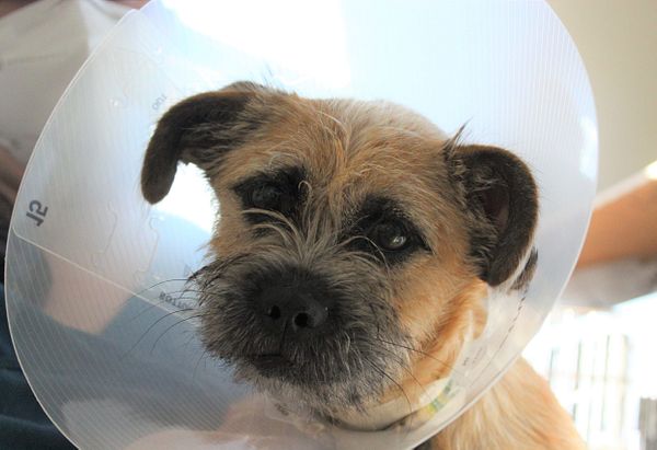 Terrier mix named Mia wearing a cone