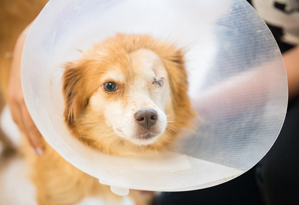 Tan dog posing in a cone after having his left eye removed