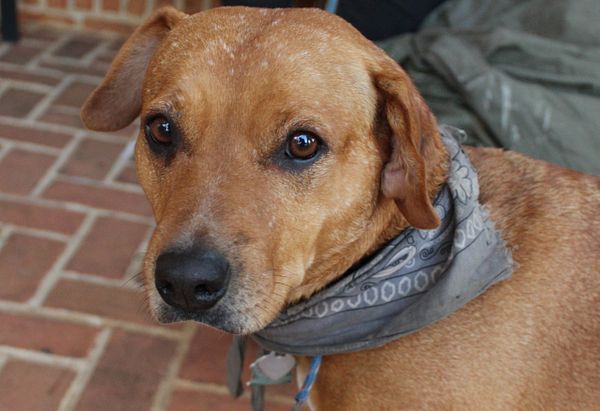 Lula, a small brown mixed breed dog wearing a gray bandana