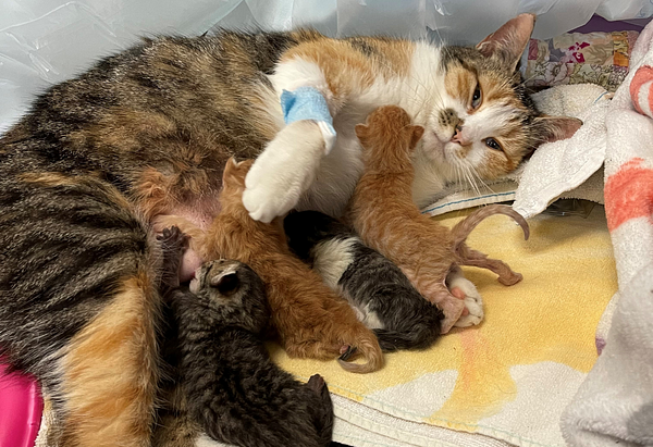 Bobtail, a calico cat, lays on her back with 4 newborn kittens nursing