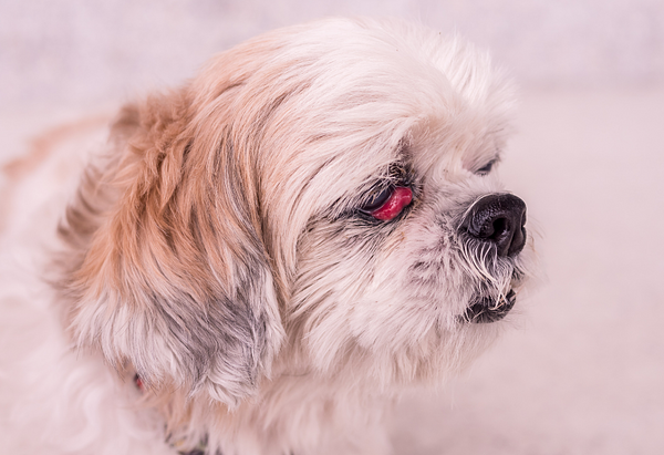 Small white dog with a cherry eye