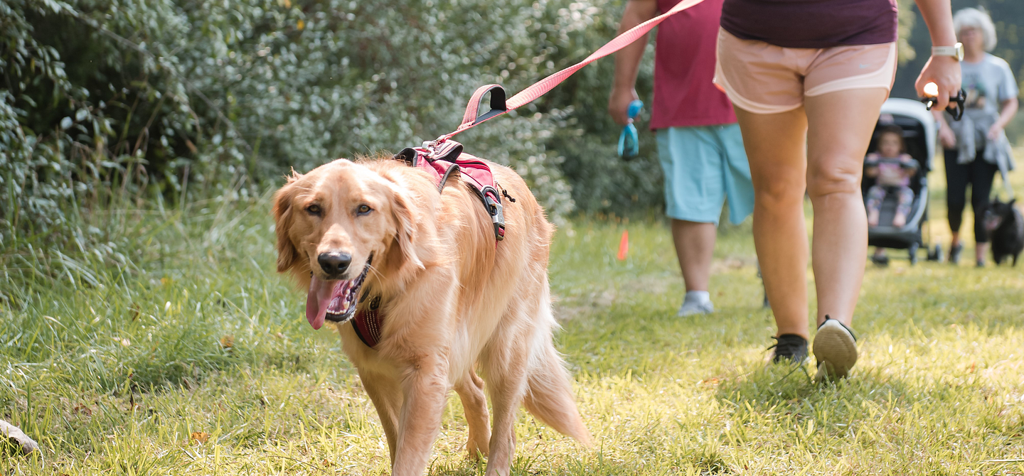 A happy Golden Retriever smiles with his tongue out while walking with his mom who is smiling in the background.