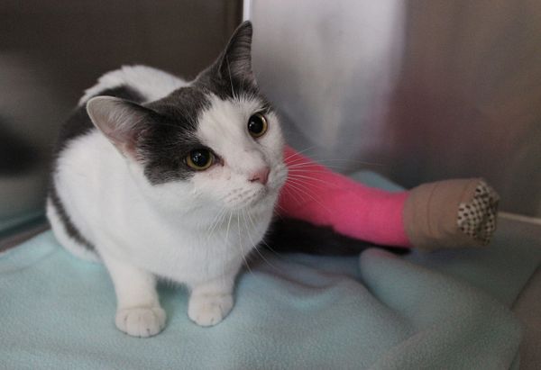 White and gray cat with her back leg in a pink cast