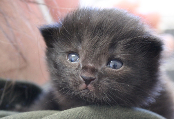 Tiny black neonate kitten sits on the shoulder of an Anicira team member