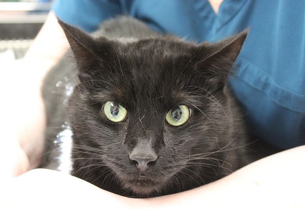 T.C., a black at with bright green eyes, sits on the treatment table cradled by an Anicira team member