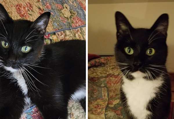 Two photos of Cricket, a black and white cat with bright green eyes