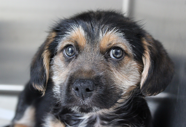 A small mixed breed tricolor puppy with expressive eyes looks directly at the camera