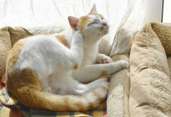 A white cat with orange markings scratches his ear