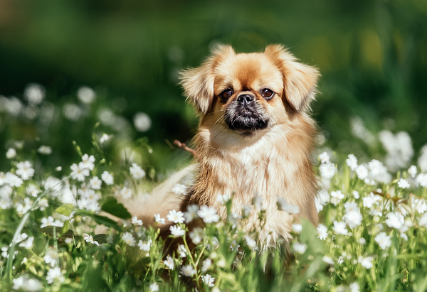 A small long-haired Pekingese sits in a field of wildflowers