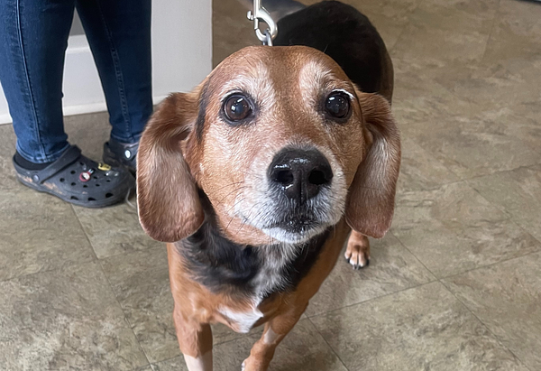 Boss, a handsome Beagle mix with a graying snout.