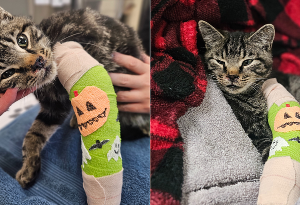Left image: Tigger, a young gray tabby kitten with a bright green cast covered in a pumpkin and a bat, pushes his head into a hand. Right image: Tigger in his cast cuddle up in a flannel blanket.