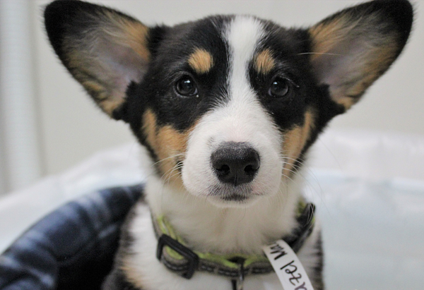 Corgi puppy with perky ears