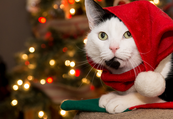 A black and white cat lays in front of Christmas liggts