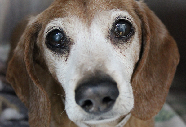 An elderly Dachshund with a gray face looks directly at the camera