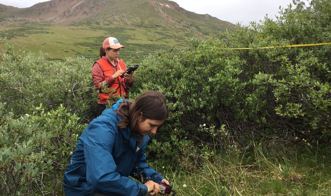 Two poeple collect vegetation survey in mountains