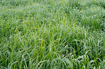 Field of green switchgrass