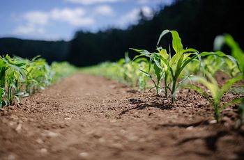 Corn seedlings emerge through soil in field
