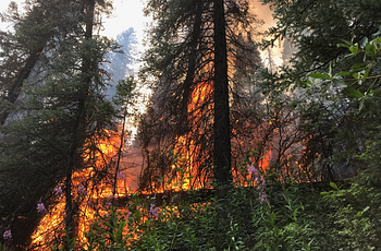 Flames from 2018 Lake Christine fire climb up “ladder fuels” into the crowns of dense forests atop Basalt Mountain in Colorado.