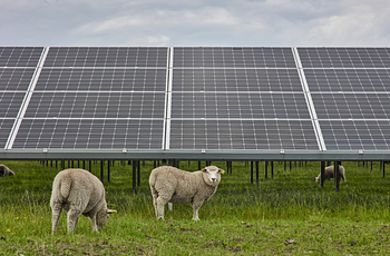 Sheep in pasture in front of solar panel array