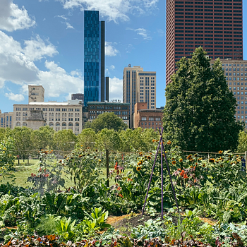 Urban garden in foreground, in front of downtown Chicago buildings