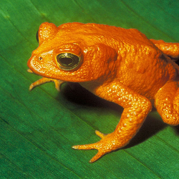 Endangered Costa Rican golden toad on leaf