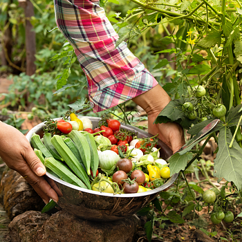 Closeup of person harvesting basket of vegetables