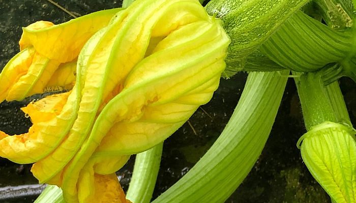 Close up photo of yellow zucchini flowers