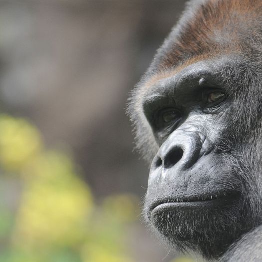 Profile of a gorilla in the wild