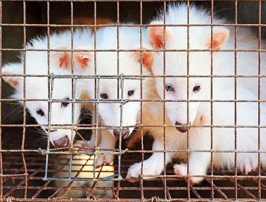 Three small dogs in a cage