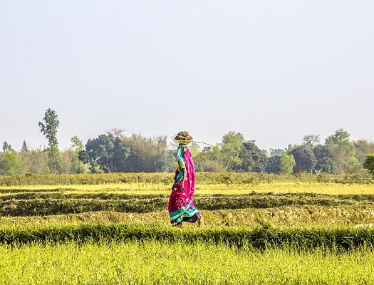 a woman walks through a grass field with a basket on her head