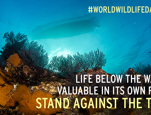 World Wildlife Day graphic. The tagline says "LIFE BELOW THE WATER: VALUABLE IN ITS OWN RIGHT STAND AGAINST THE TIDE"