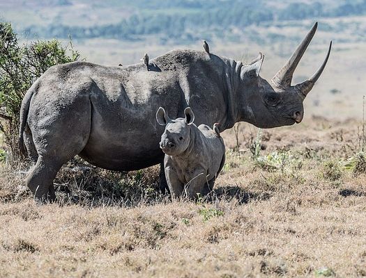 Black rhino mother and baby. Photo by David Clode on Unsplash.